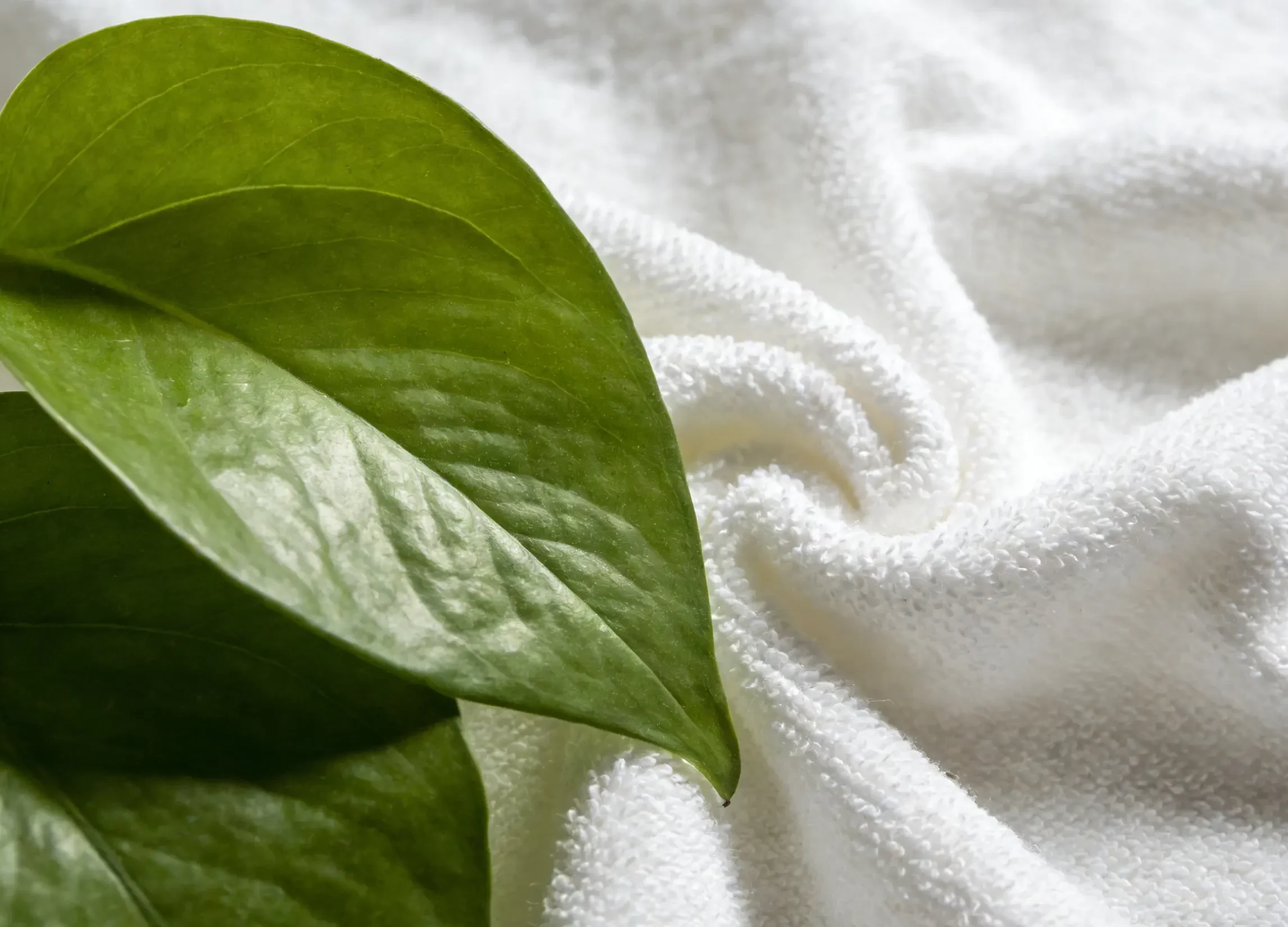 microfiber cloth next to a green leaf